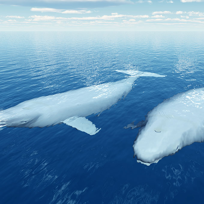 Beluga Whales in Alaska