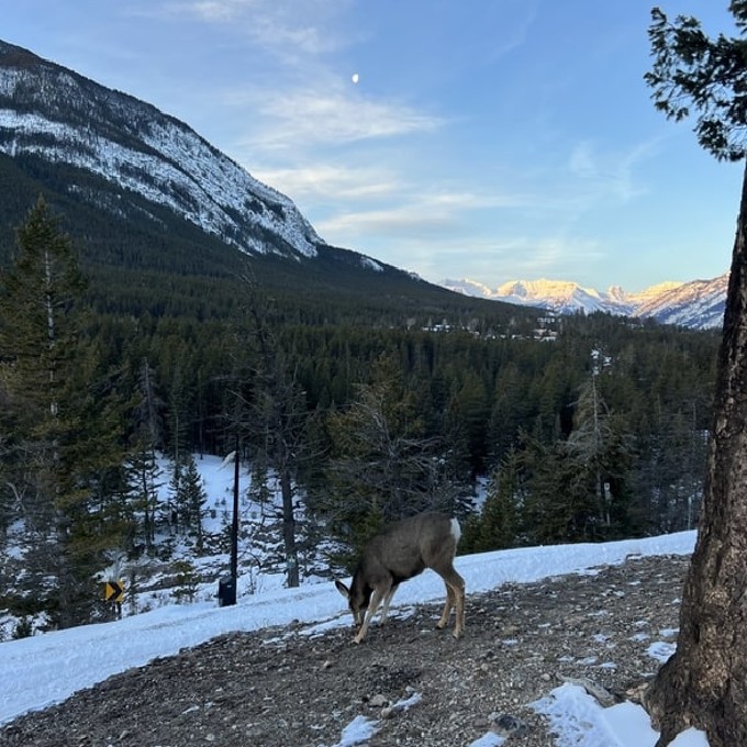Mountain with Snow and Deer 