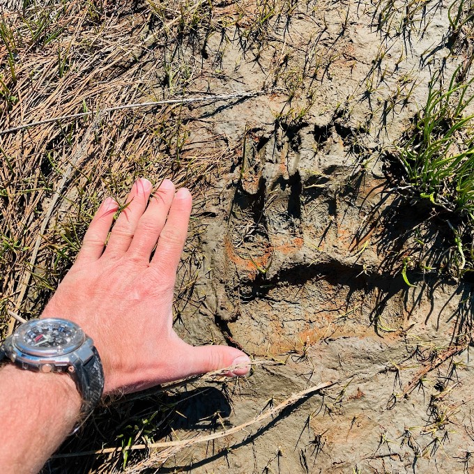 Man's Hand Measuring Bear Paw Imprint