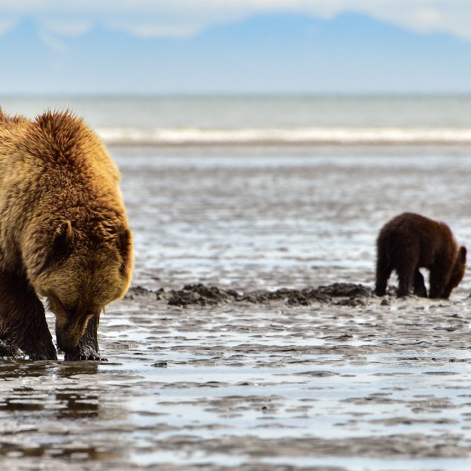 Mom Brown Bear with Baby in Water