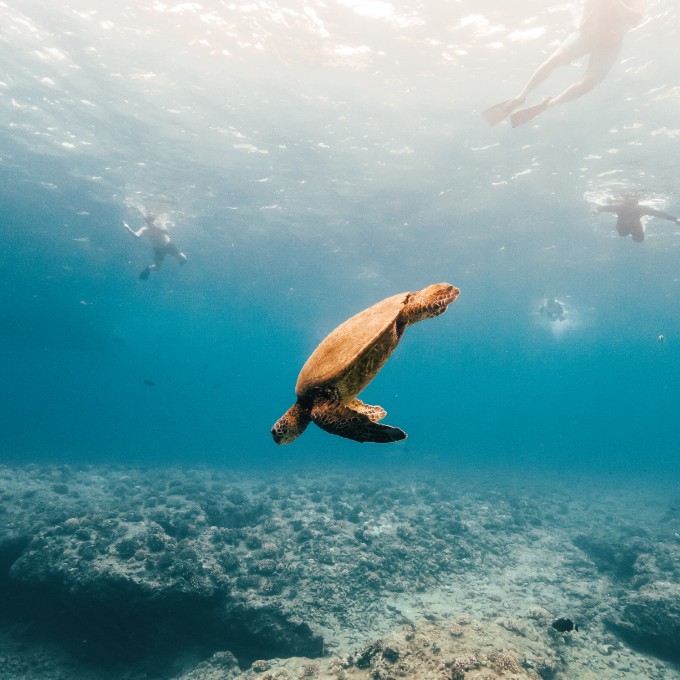 Snorkel with Sea Turtles in Waikiki Virgin Experience Gifts
