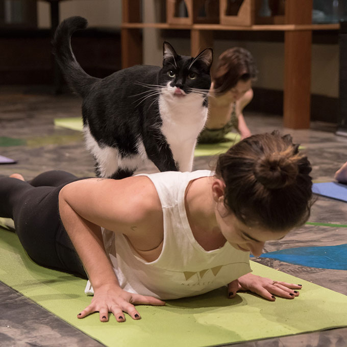 Yoga with Cat