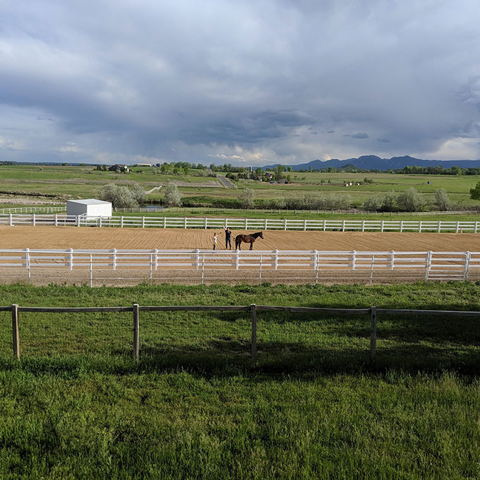 Horses in Corral