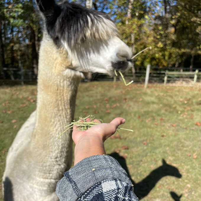 Feeding Llamas Experience