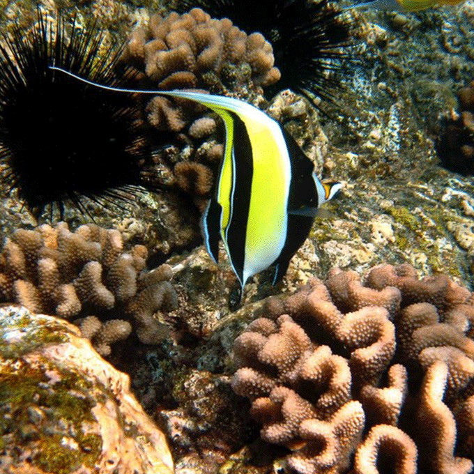 Angel Fish