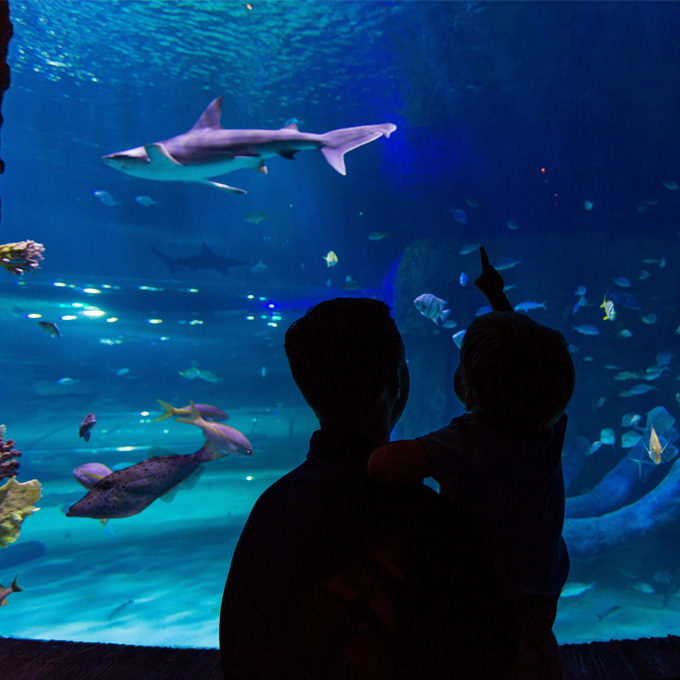 Visit Sea Life Aquarium in Orlando