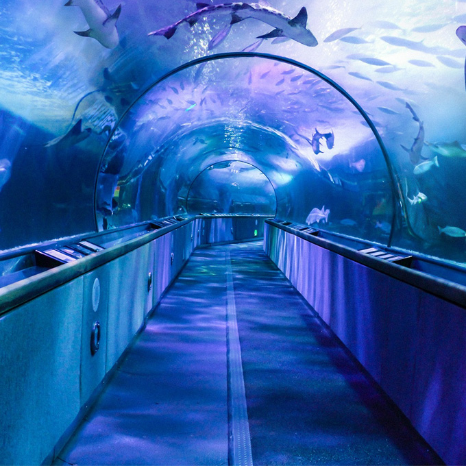 Visit Aquarium of the Bay in California