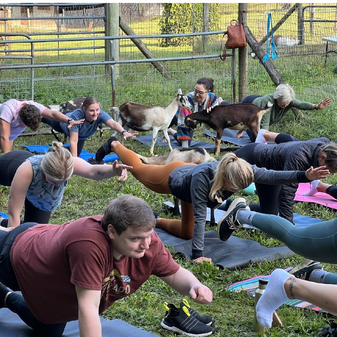 People in Yoga Position with Goats