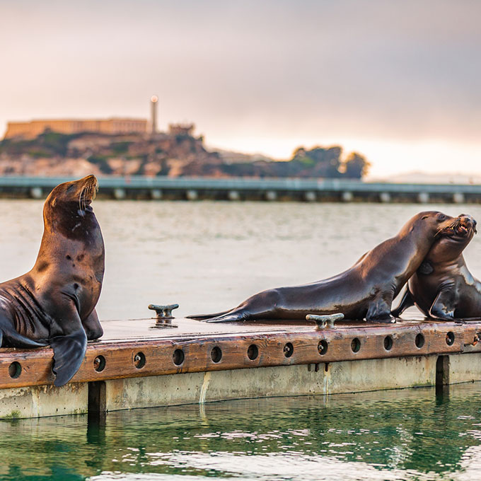 Sea Lions in SF