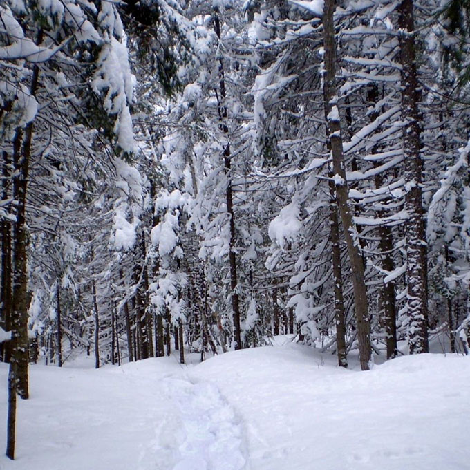 Guided Snowshoe Tour