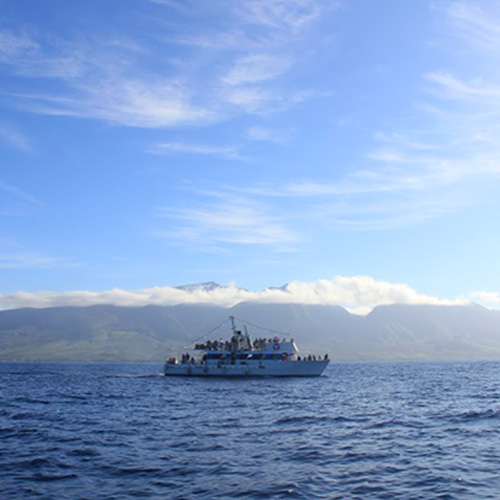Whale Watching Cruise in Maui