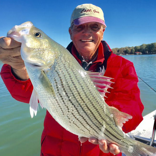 Hybrid Fishing Striped Bass on Lake Norman near Charlotte