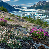 Ground View Grand Knik Tour