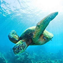 Sea Turtle Snorkel Tour