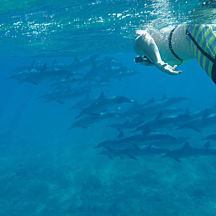 Swim with Dolphins Oahu