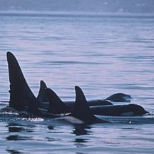 3 Day Eagles & Orcas Kayak Tour in Seattle