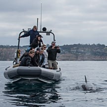 Whale Watching & Sightseeing in San Diego