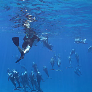 Swim with Dolphins in Oahu