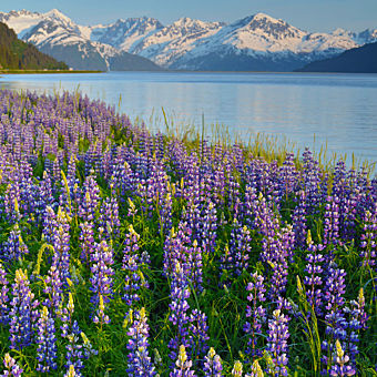 Alaska Photo Tour