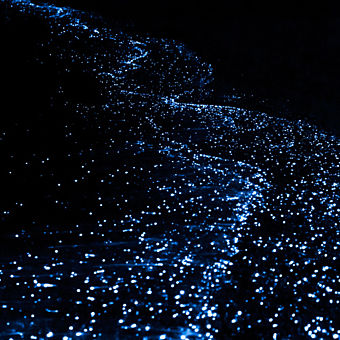 Bioluminescence in Florida