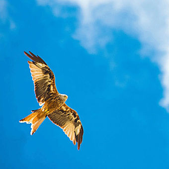 Bird Flying Bird Flying