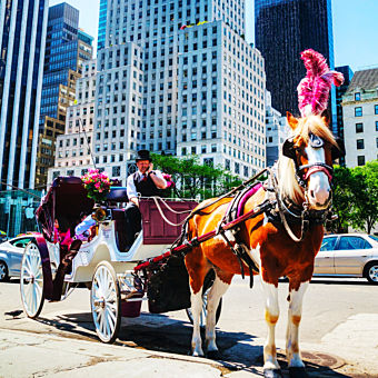 Ride a Carriage in NYC Ride a Carriage in NYC