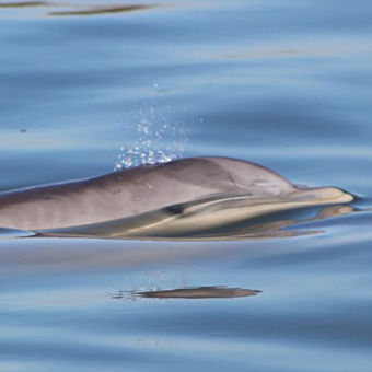 Charleston Dolphin Tour