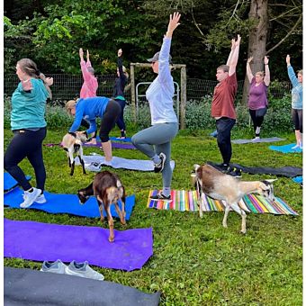 People Doing Yoga with Goats