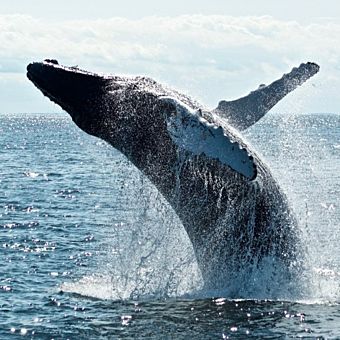 Whale Jumping Out of Water