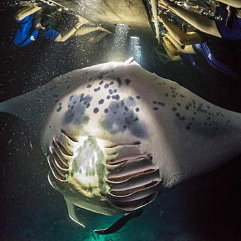 Snorkel with Manta Rays