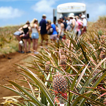 Pineapple Farm Tour