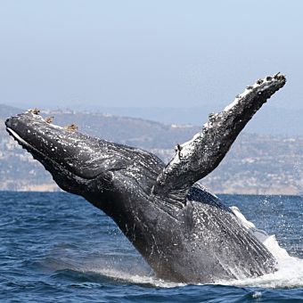 Humpback Whale in Newport Beach