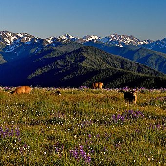 olympic-national-park-tour