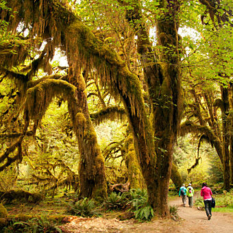 Visit the Hoh Rainforest on Multi-Day Tour Visit the Hoh Rainforest on Multi-Day Tour