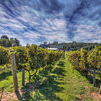 Learn about Wine in Washington DC Learn about Wine in Washington DC