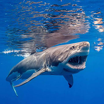 San Diego: Dive with Great White Sharks | Virgin Experience Gifts