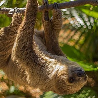 Two-Toed Sloth Encounter at the Wild Florida Gator Park | Virgin ...