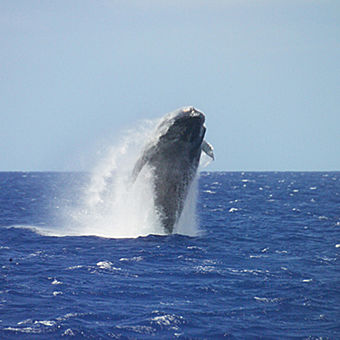 Whale Breaching in Hawaii
