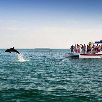 See Dolphins in Key West