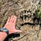 Man's Hand Measuring Bear Paw Imprint