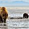 Mom Brown Bear with Baby in Water