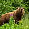 Brown Bear Surrounded by Greenery and Purple Flowers