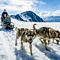 Dogsledding in Alaska