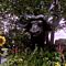 Bull Statue in Garden