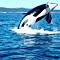 Orca on San Juan Island Kayak Tour