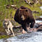 Yellowstone Grizzly Safari