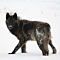 Yellowstone Wolf Safari