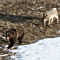 Wolf and Bear in Yellowstone