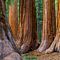 Group of Redwood Trees