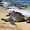 Hawaii Turtle Sightseeting